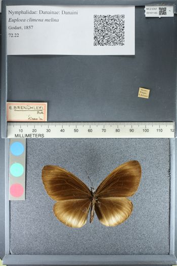 Media type: image;   Entomology 161143